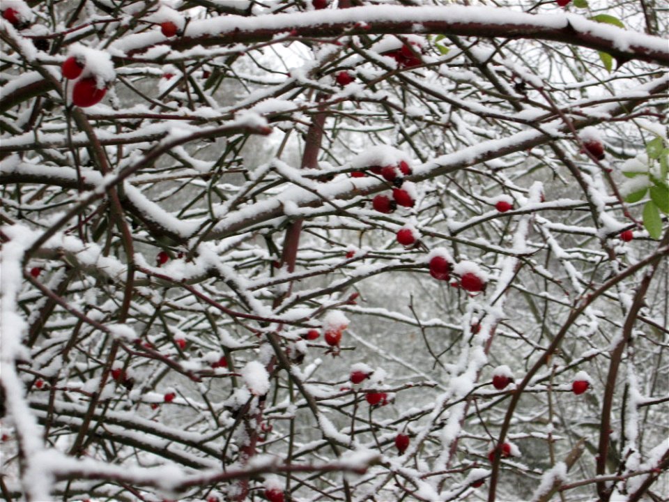 Hunds-Rose (Rosa canina) an der A61 bei Hockenheim bei Neuschnee am 3. Dezember 2017