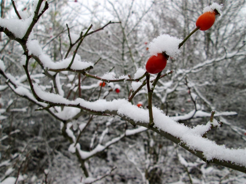 Hunds-Rose (Rosa canina) an der A61 bei Hockenheim bei Neuschnee am 3. Dezember 2017