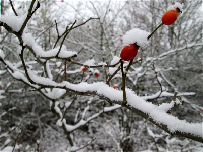 Hunds-Rose (Rosa canina) an der A61 bei Hockenheim bei Neuschnee am 3. Dezember 2017