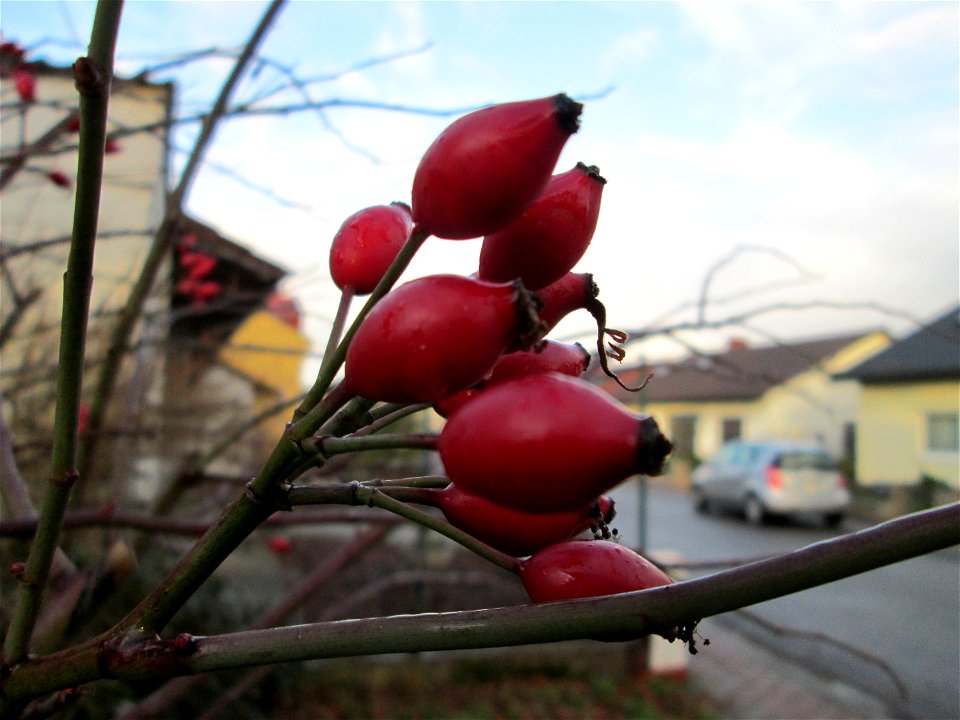 Hagebutten der Hunds-Rose (Rosa canina) in Hockenheim