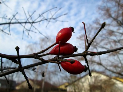 Hagebutten der Hunds-Rose (Rosa canina) in Hockenheim