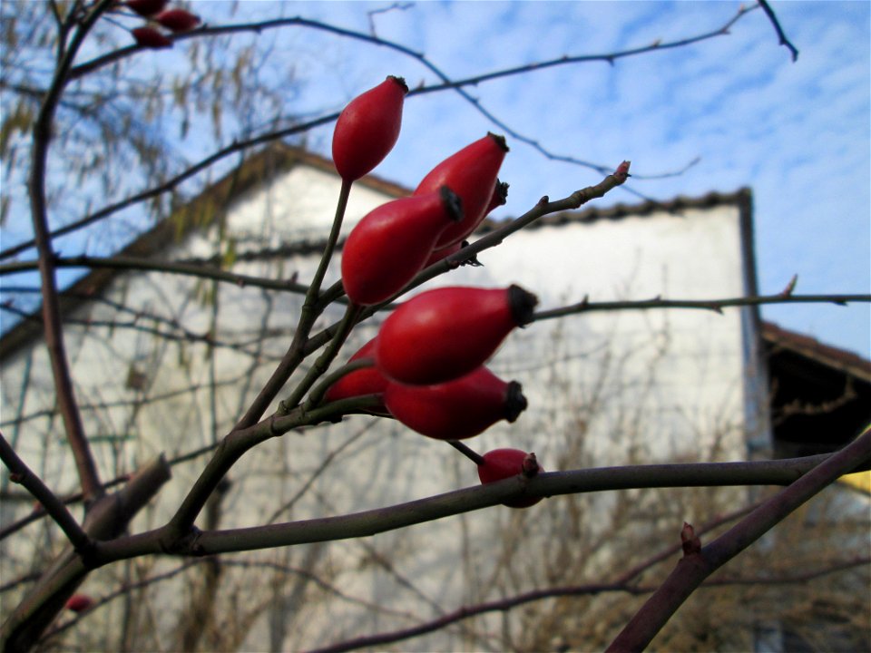Hagebutten der Hunds-Rose (Rosa canina) in Hockenheim