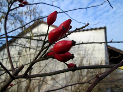 Hagebutten der Hunds-Rose (Rosa canina) in Hockenheim