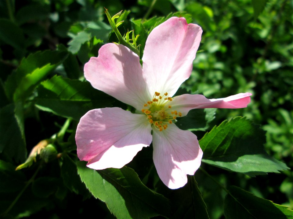 Hunds-Rose (Rosa canina) bei Hockenheim