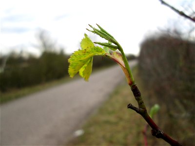 Frischer Blattaustrieb der Hunds-Rose (Rosa canina) in Hockenheim