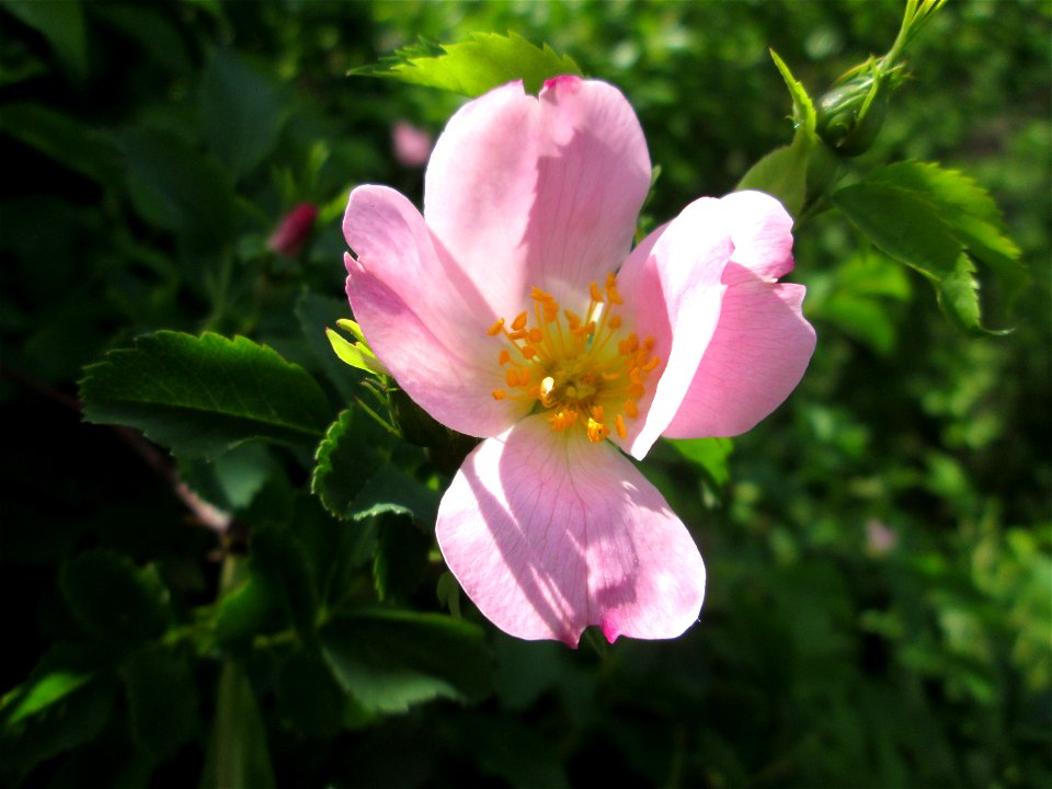 Hunds-Rose (Rosa canina) bei Hockenheim