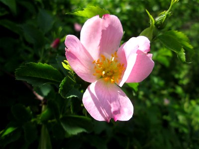 Hunds-Rose (Rosa canina) bei Hockenheim photo