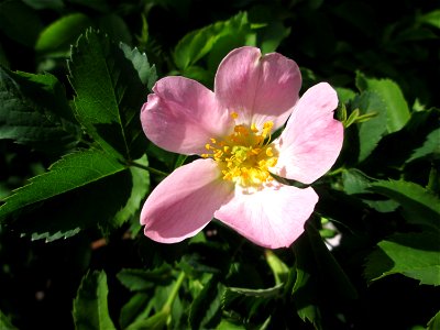 Hunds-Rose (Rosa canina) bei Hockenheim photo