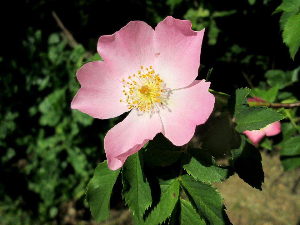 Hunds-Rose (Rosa canina) am Nordring in Hockenheim
