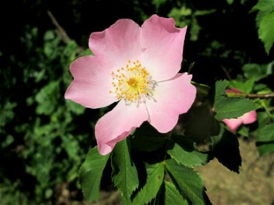 Hunds-Rose (Rosa canina) am Nordring in Hockenheim photo