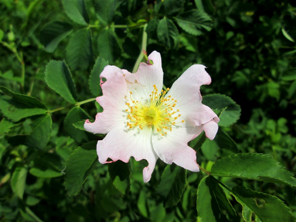 Hunds-Rose (Rosa canina) im Naturschutzgebiet „St. Arnualer Wiesen“