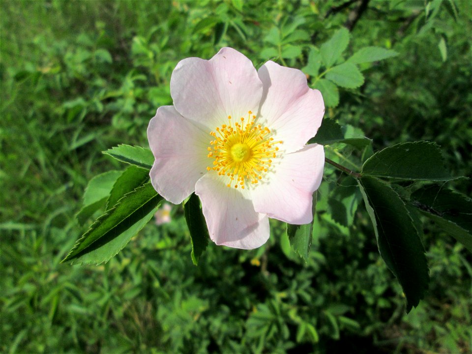 Hunds-Rose (Rosa canina) im Naturschutzgebiet „St. Arnualer Wiesen“