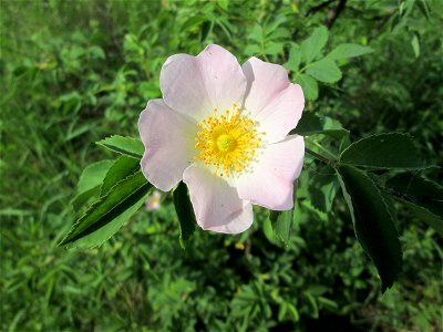 Hunds-Rose (Rosa canina) im Naturschutzgebiet „St. Arnualer Wiesen“