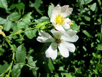 Hunds-Rose (Rosa canina) im Naturschutzgebiet „St. Arnualer Wiesen“ photo