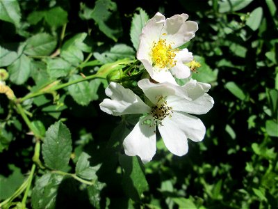 Hunds-Rose (Rosa canina) im Naturschutzgebiet „St. Arnualer Wiesen“