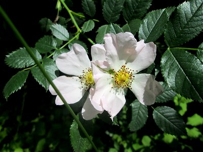 Hunds-Rose (Rosa canina) im Naturschutzgebiet „St. Arnualer Wiesen“ photo