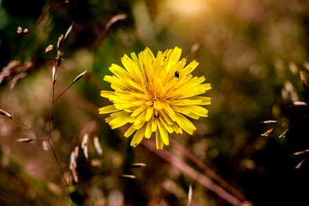 Sun love nature