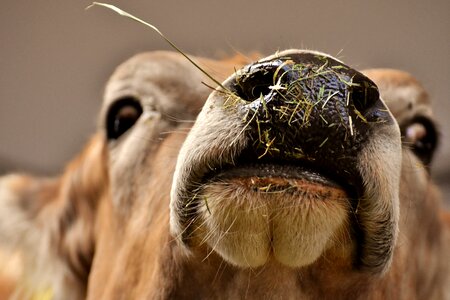 Hoofed animals good aiderbichl sanctuary photo