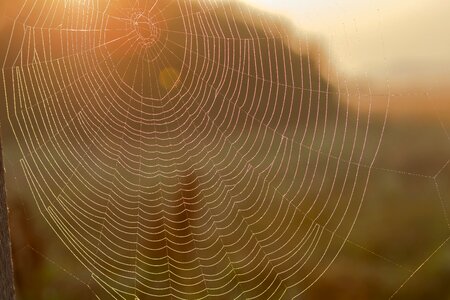 Cobwebs delicate fragile photo