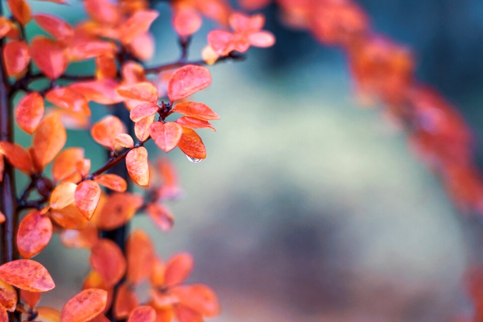 Bush hedge red