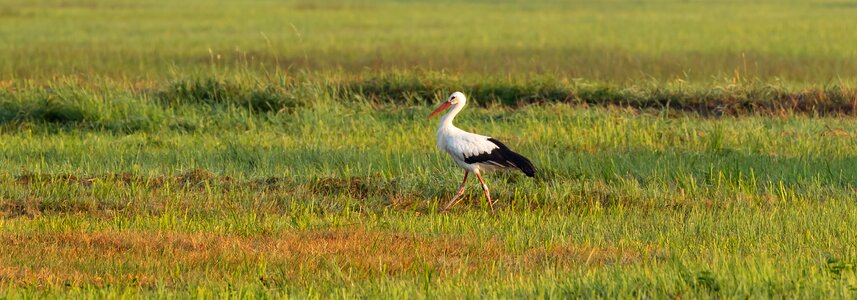 Spring lake rattle stork nature