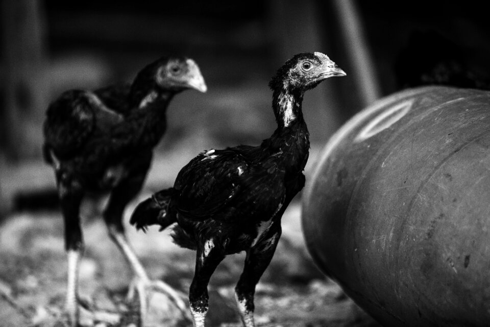 Chicken mother hen black and white