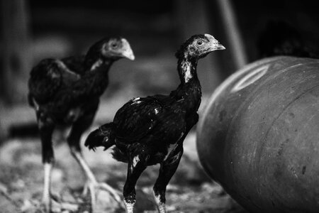 Chicken mother hen black and white