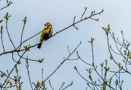 Bird tree sky