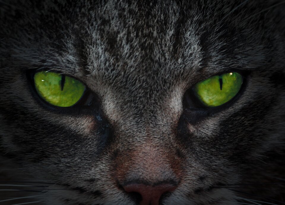 Animal face portrait