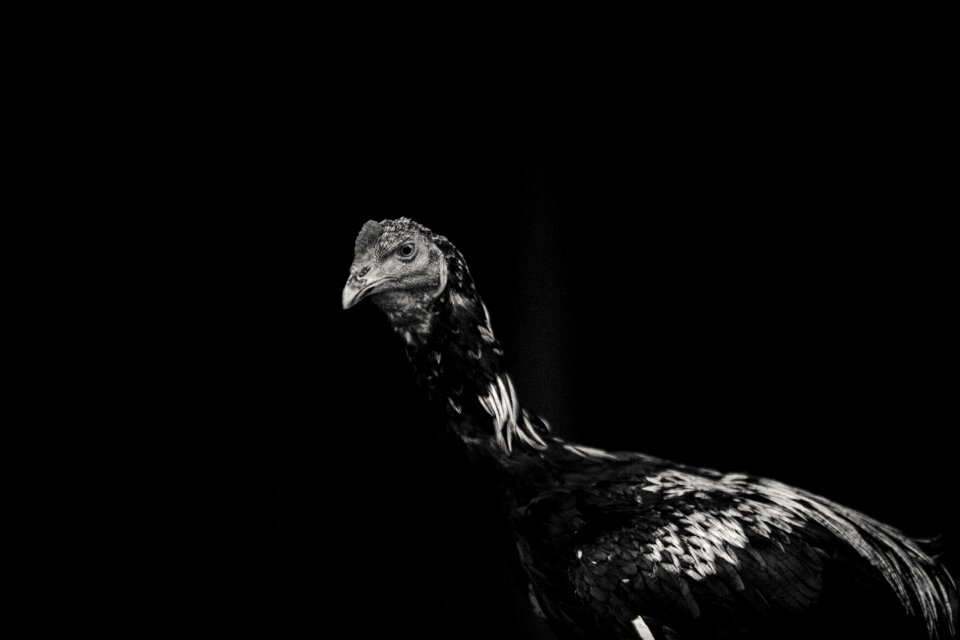 Black and white black image