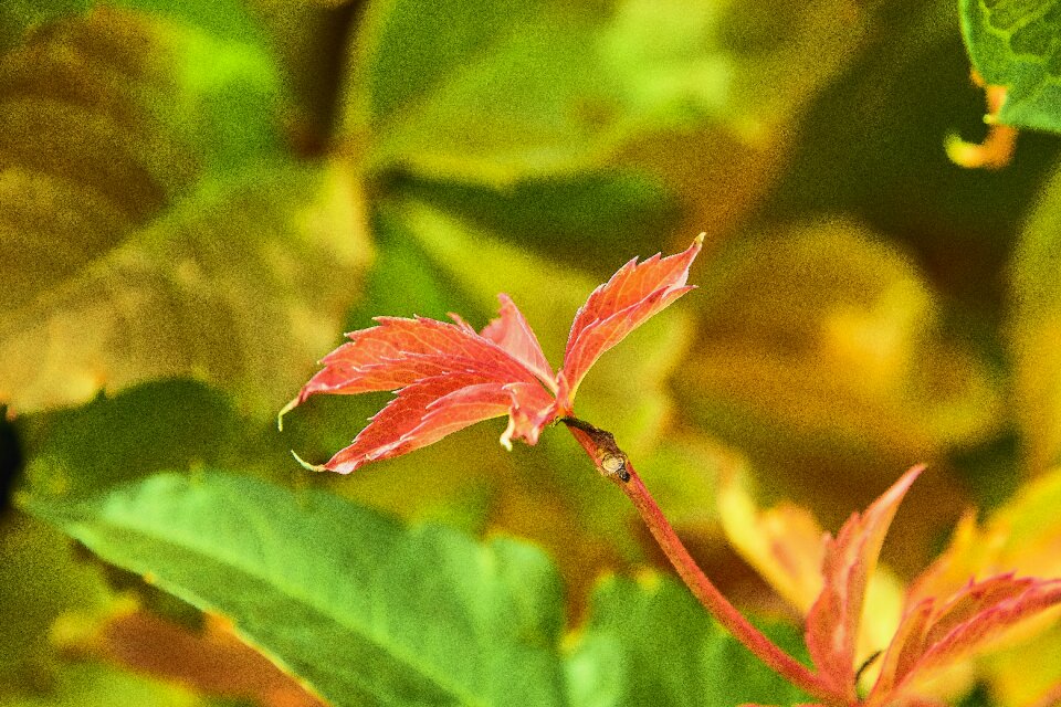 Red bright leaf