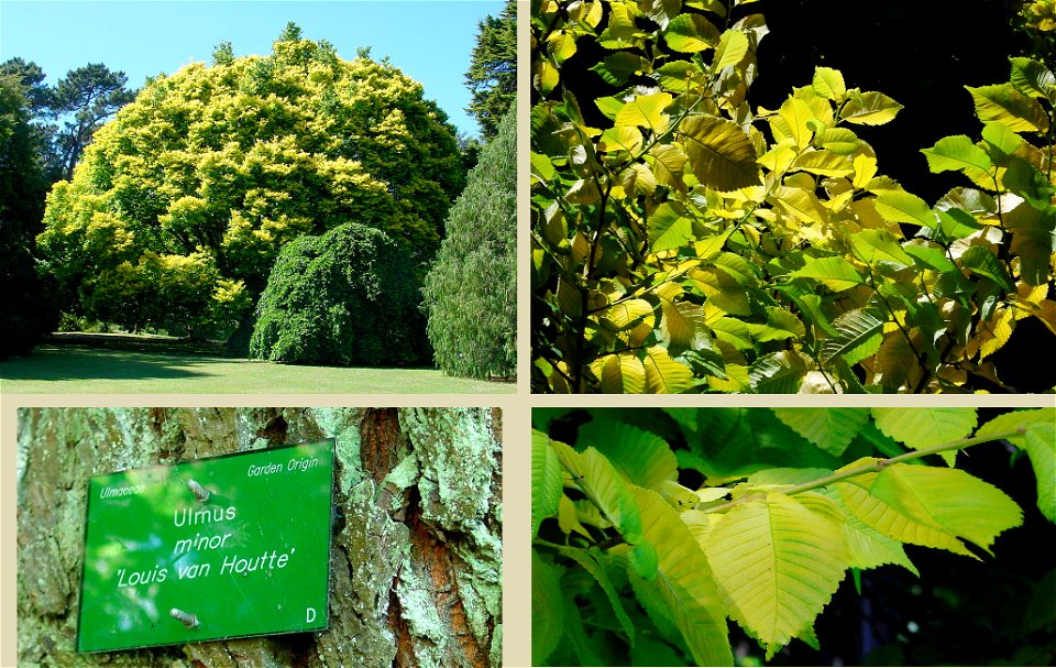 The Field Elm 'Louis van Houtte' in the botanic garden in Christchurch, New Zealand.