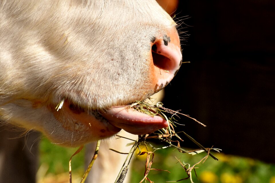 Cute hoofed animals good aiderbichl
