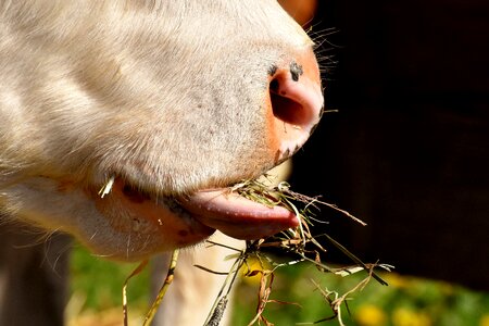 Cute hoofed animals good aiderbichl photo