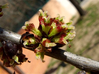 Inflorescencia de Ulmus minor, en la que los estambres de las flores ya se cayeron y se pueden apreciar los dos estigmas de cada estilo photo