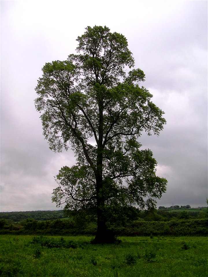 Photo taken by the author, May 2008