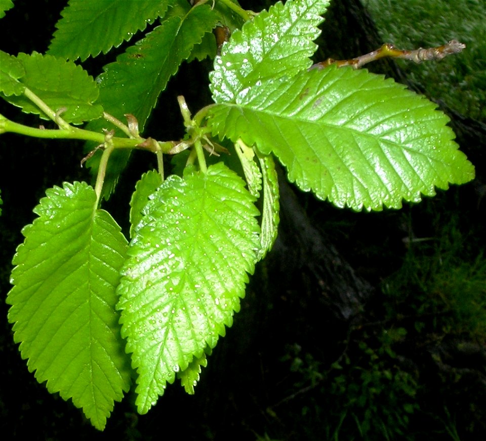 Ulmus minor subsp. minor
Photo taken by the author, May 2008