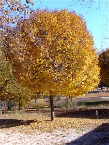 Ulmus procera cultivar habit — Dehesa Boyal de Puertollano, Spain.