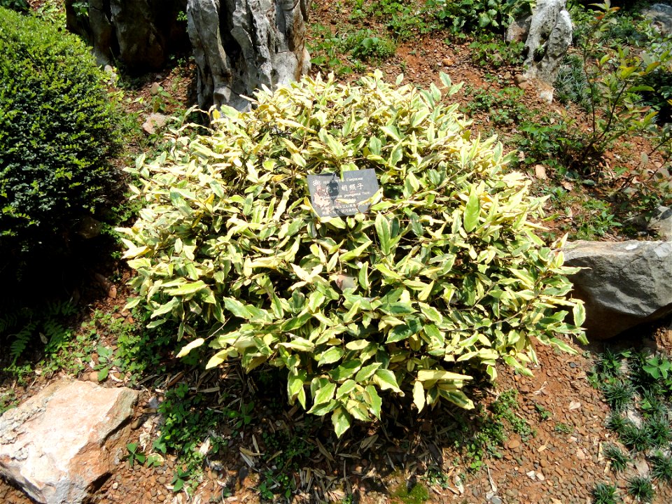 Plant specimen in the Kunming Botanical Garden, Kunming, Yunnan, China.