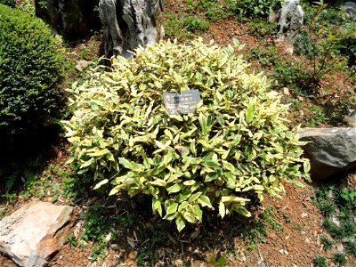 Plant specimen in the Kunming Botanical Garden, Kunming, Yunnan, China.