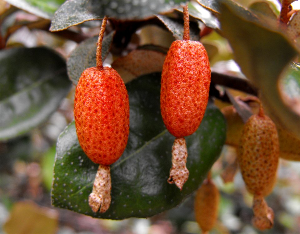 Elaeagnus pungens 'Fruitlandii' in the Water Conservation Garden at Cuyamaca College, El Cajon, California, USA. Identified by sign.