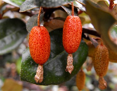 Elaeagnus pungens 'Fruitlandii' in the Water Conservation Garden at Cuyamaca College, El Cajon, California, USA. Identified by sign.