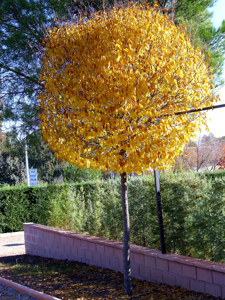 Ulmus procera cultivar habit, Dehesa Boyal de Puertollano, Spain