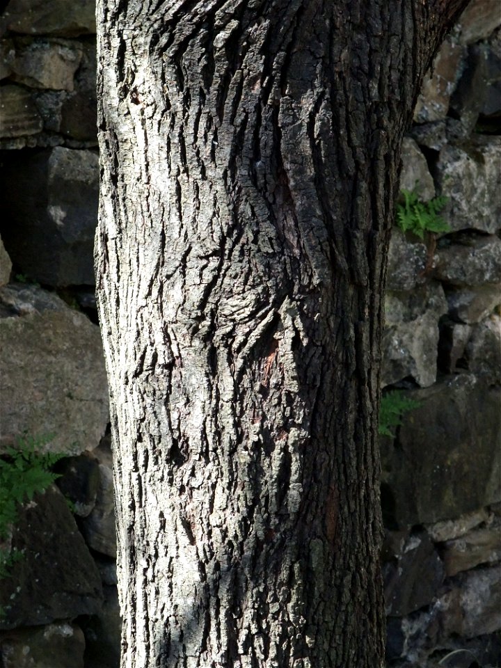 A photograph of the bark of Amelanchier canadensis.