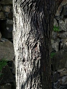 A photograph of the bark of Amelanchier canadensis.