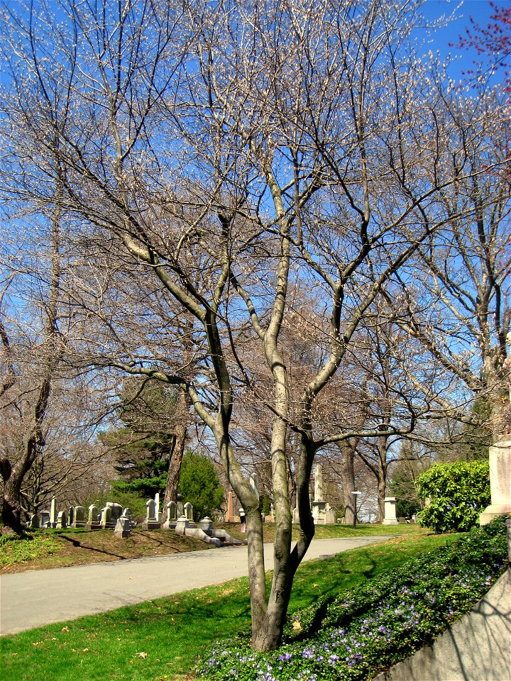 Amelanchier canadensis (without leaves), Mount Auburn Cemetery, Cambridge, Massachusetts, USA.