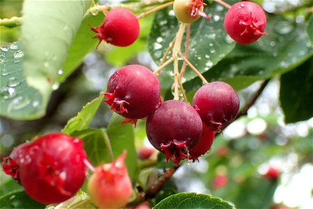 ジューンベリー [アメリカザイフリボク] [Amelanchier canadensis]