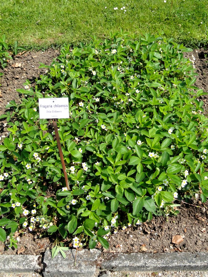 Fragaria chiloensis specimen in the Botanischer Garten München-Nymphenburg, Munich, Germany.