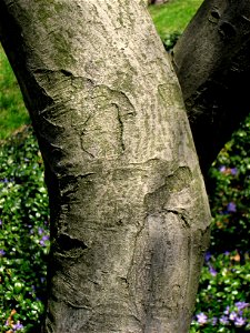 Amelanchier canadensis (bark), Mount Auburn Cemetery, Cambridge, Massachusetts, USA.