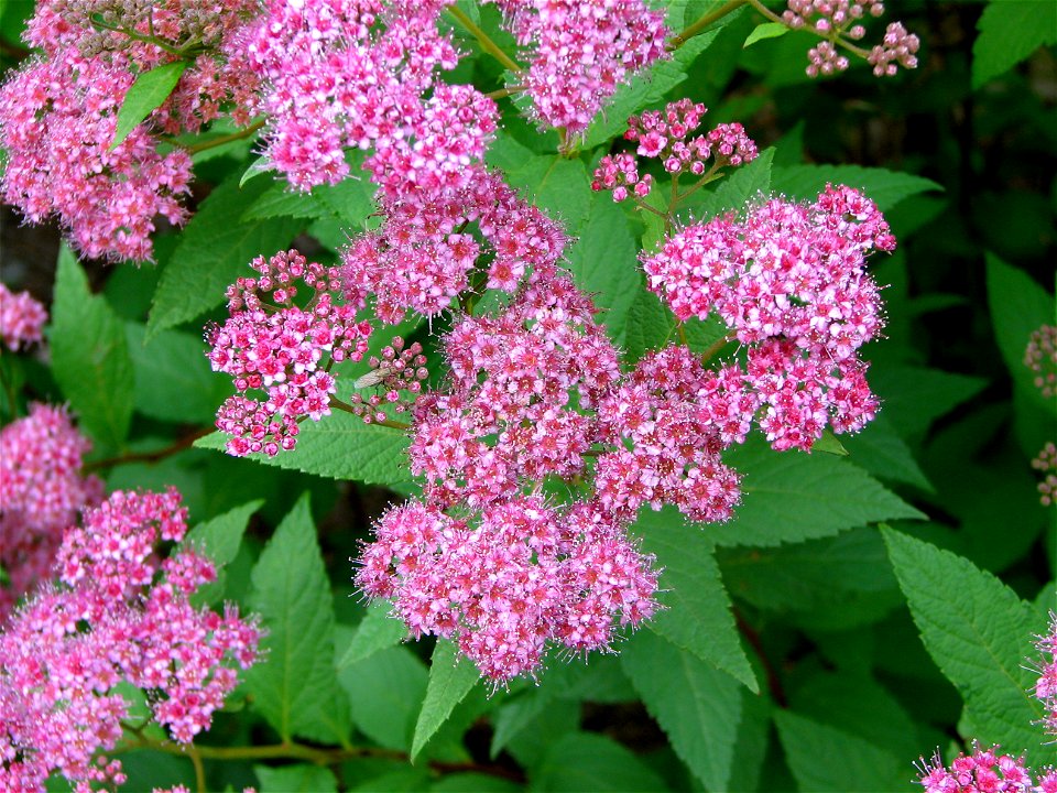 A bunch of pink and beatigul flowers in the wilderness.
